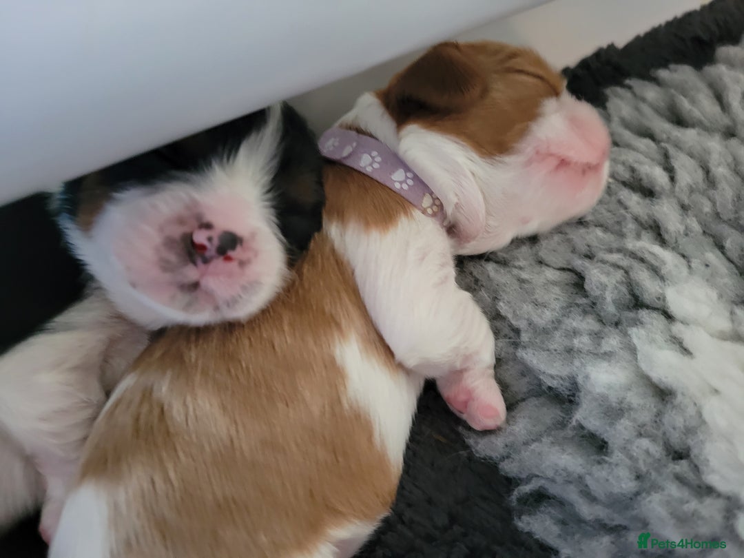 Cavalier King Charles Spaniel dogs for sale: Cavalier King Charles Spaniel Puppies for Sale 🐾 - Image 27