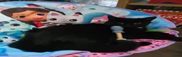 Mixed Breed cats for sale: Beautiful black cat - Advert 14