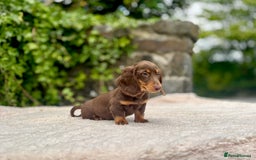 Miniature Dachshund dogs for sale: Long Haired Miniature Dachshunds - READY NOW!! - Image 14