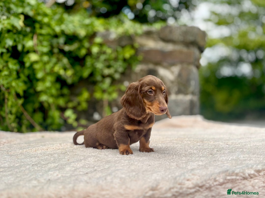 Miniature Dachshund dogs for sale: Long Haired Miniature Dachshunds - READY NOW!! - Image 14