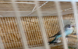 Budgerigars birds for sale: Black wing budgies forsale - Image 3