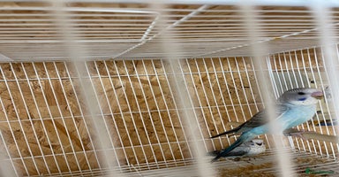 Budgerigars birds - Advert 2