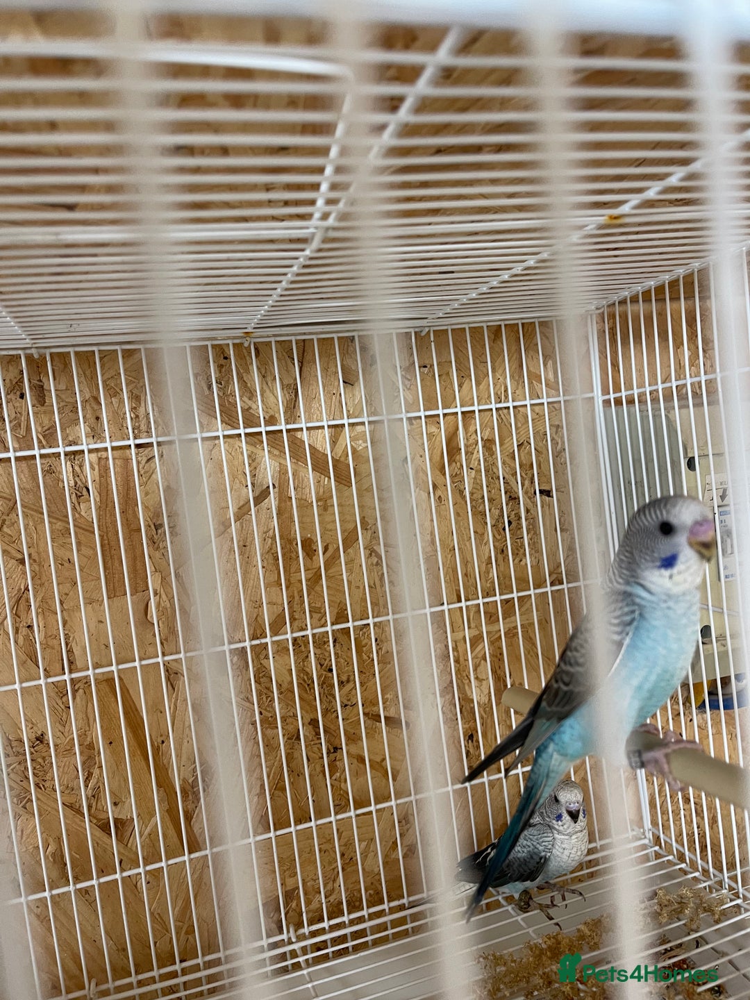 Budgerigars birds for sale: Black wing budgies forsale - Image 3