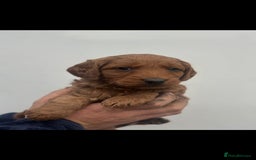 Labradoodle dogs for sale: F1 Labradoodle puppy’s  - Image 4