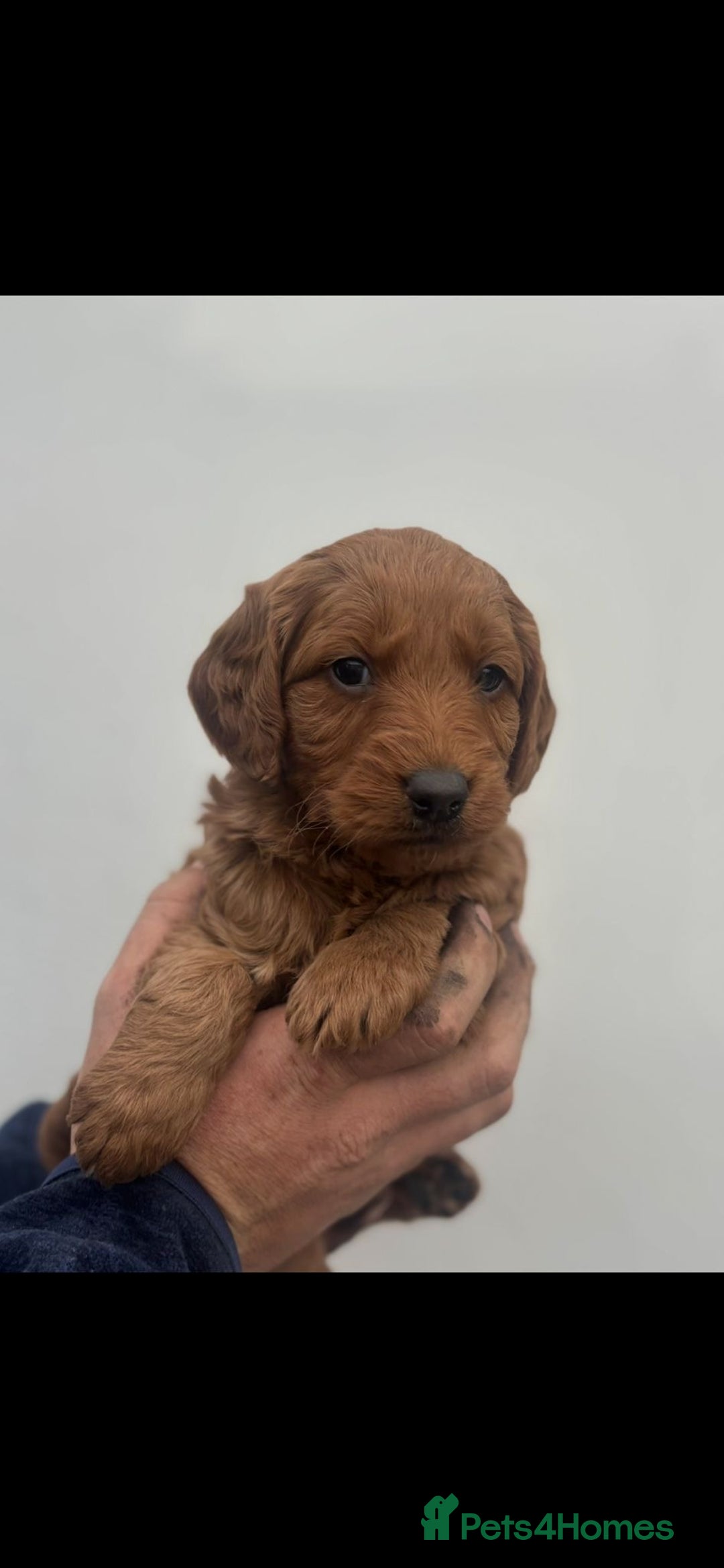 Labradoodle dogs for sale: F1 Labradoodle puppy’s  - Image 4