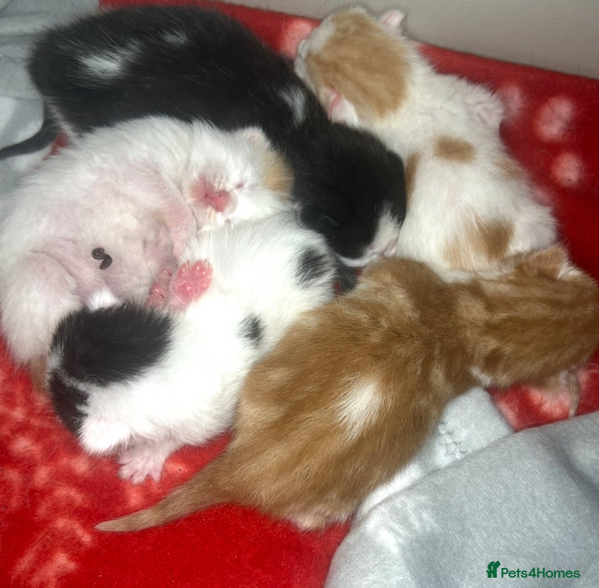 Mixed Breed cats 5 Beautiful kittens for sale  - Advert 1