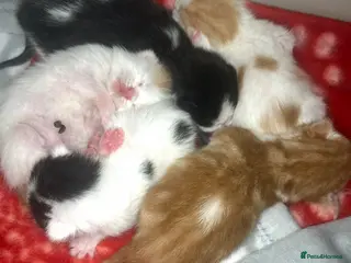 Mixed Breed cats 5 Beautiful kittens for sale - Advert 1