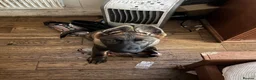 German Shepherd dogs for sale: KC Registered German Shepherd PuppiesChampion Line - Advert 26