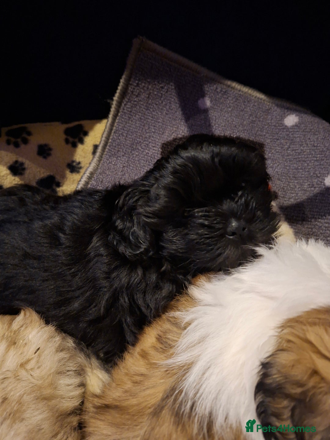Shih Tzu dogs for sale: Shih tzu - Advert 3