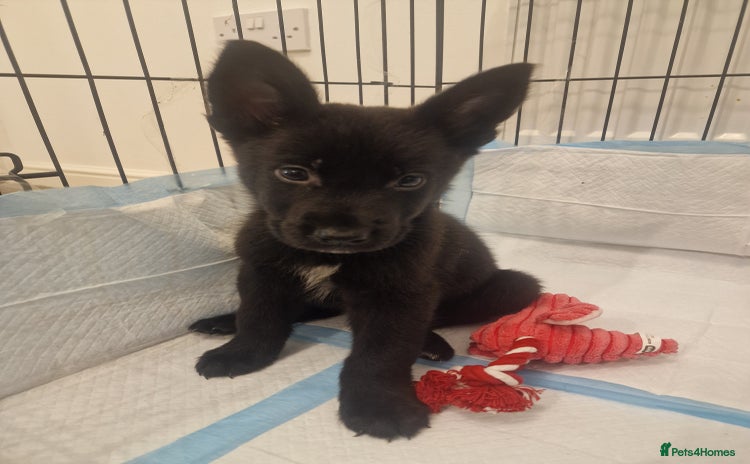 Mixed Breed dogs Cane corso cross German shepherd  - Advert 14