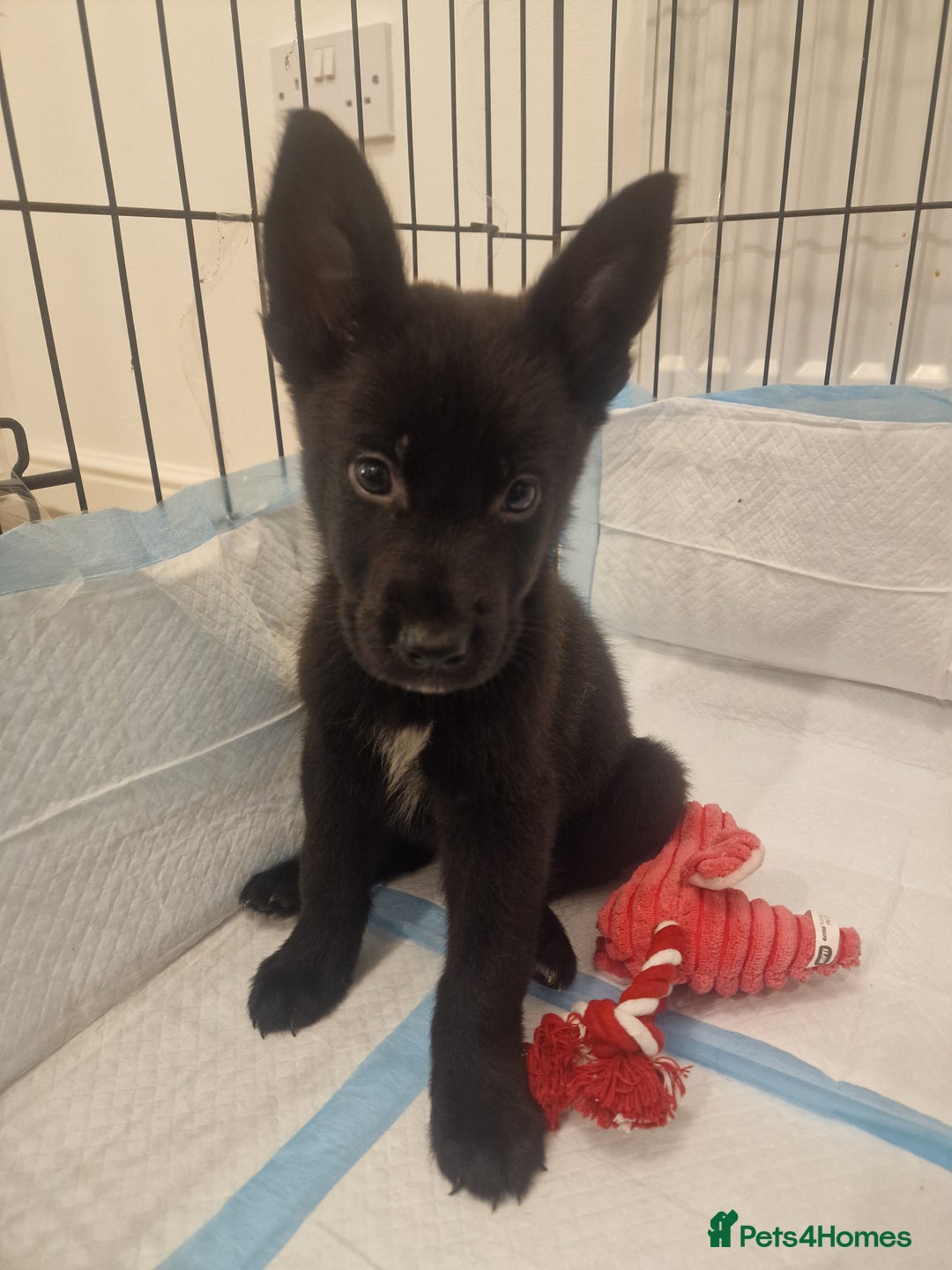 Mixed Breed dogs for sale: Cane corso cross German shepherd  - Advert 1