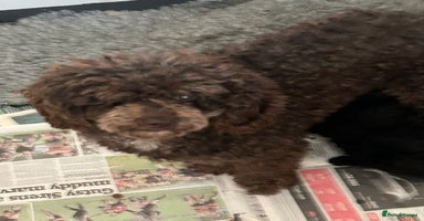 Toy Poodle dogs - Advert 14