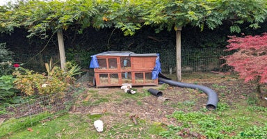 Guinea Pig rodents - Advert 4