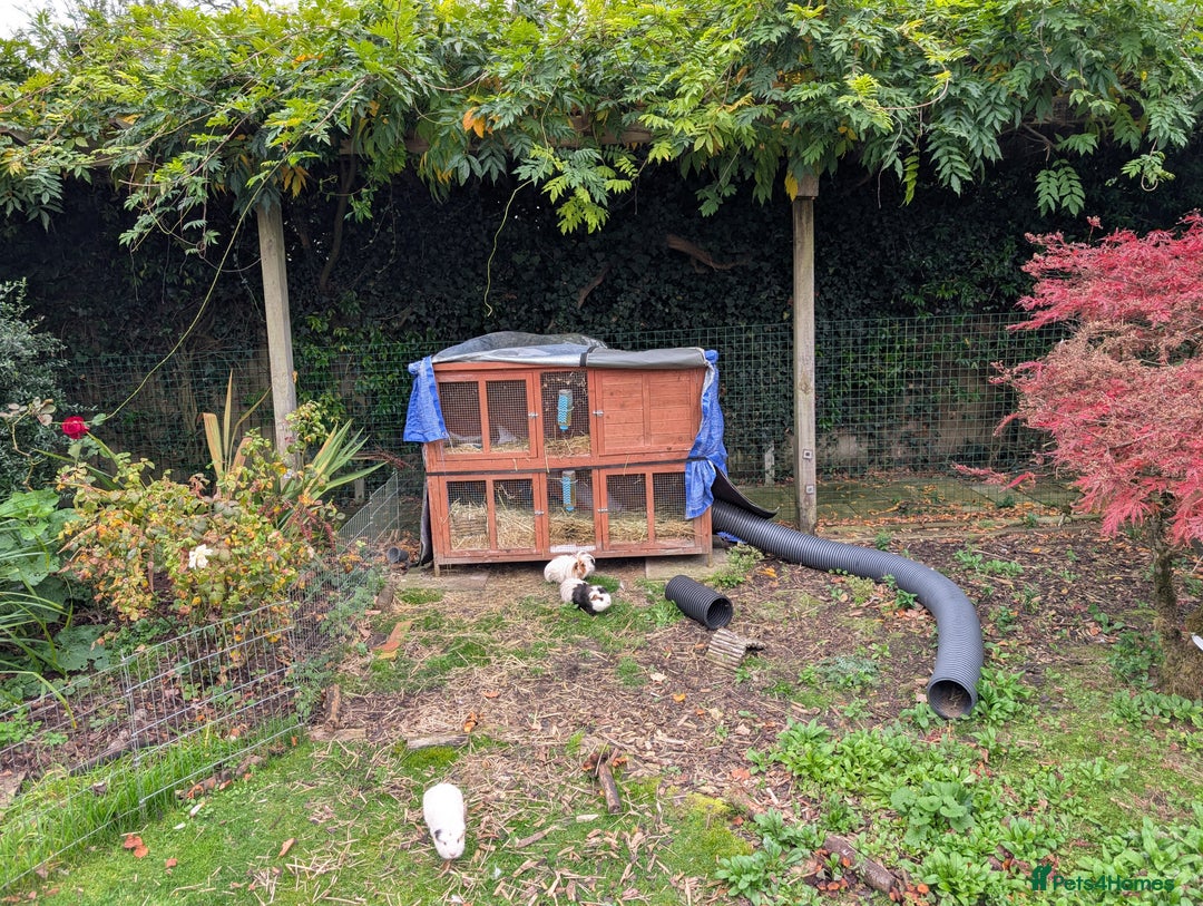 Guinea Pig rodents for sale: 3 wonderful boys looking for their forever home - Image 3