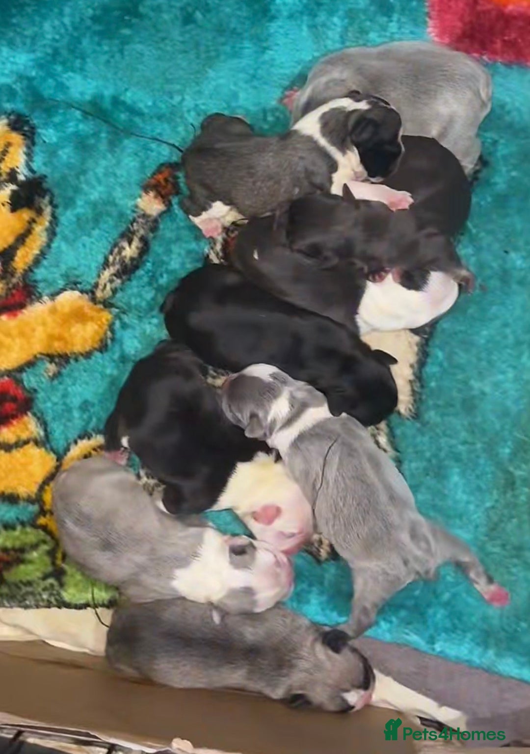 French Bulldog dogs for sale: French bulldog puppies  - Advert 9