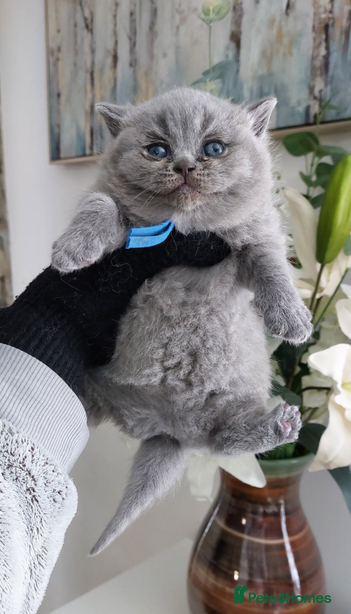 British Shorthair cats 🏆❤️‍🔥IMPECCABLE🌟CHAMPIONS🏆🐻🐾 - Advert 1
