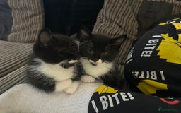 Mixed Breed cats for sale: 2 female black&white kittens - Image 3