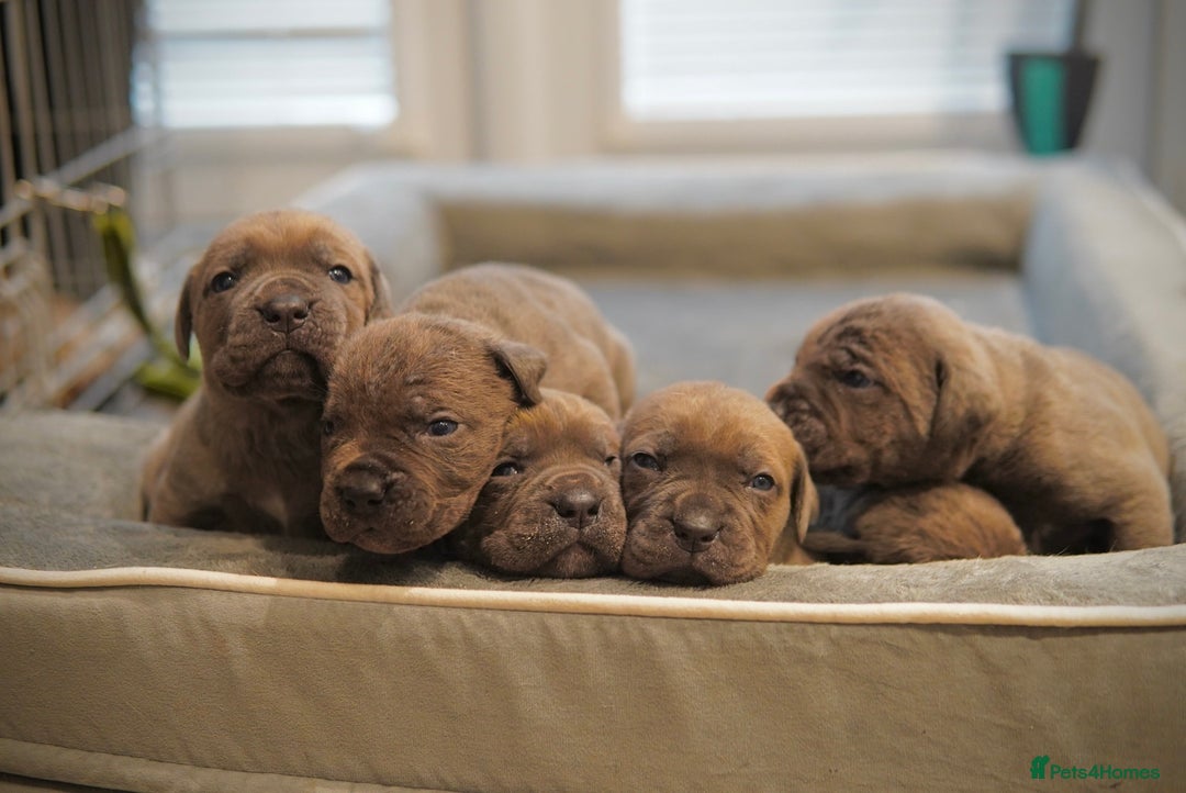 Cane Corso dogs for sale: ICCF Registered Cane Corsos  - Advert 7