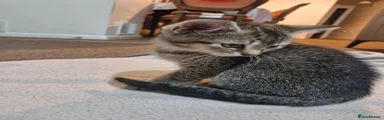 British Shorthair - Grey- Brown - RESERVED 
