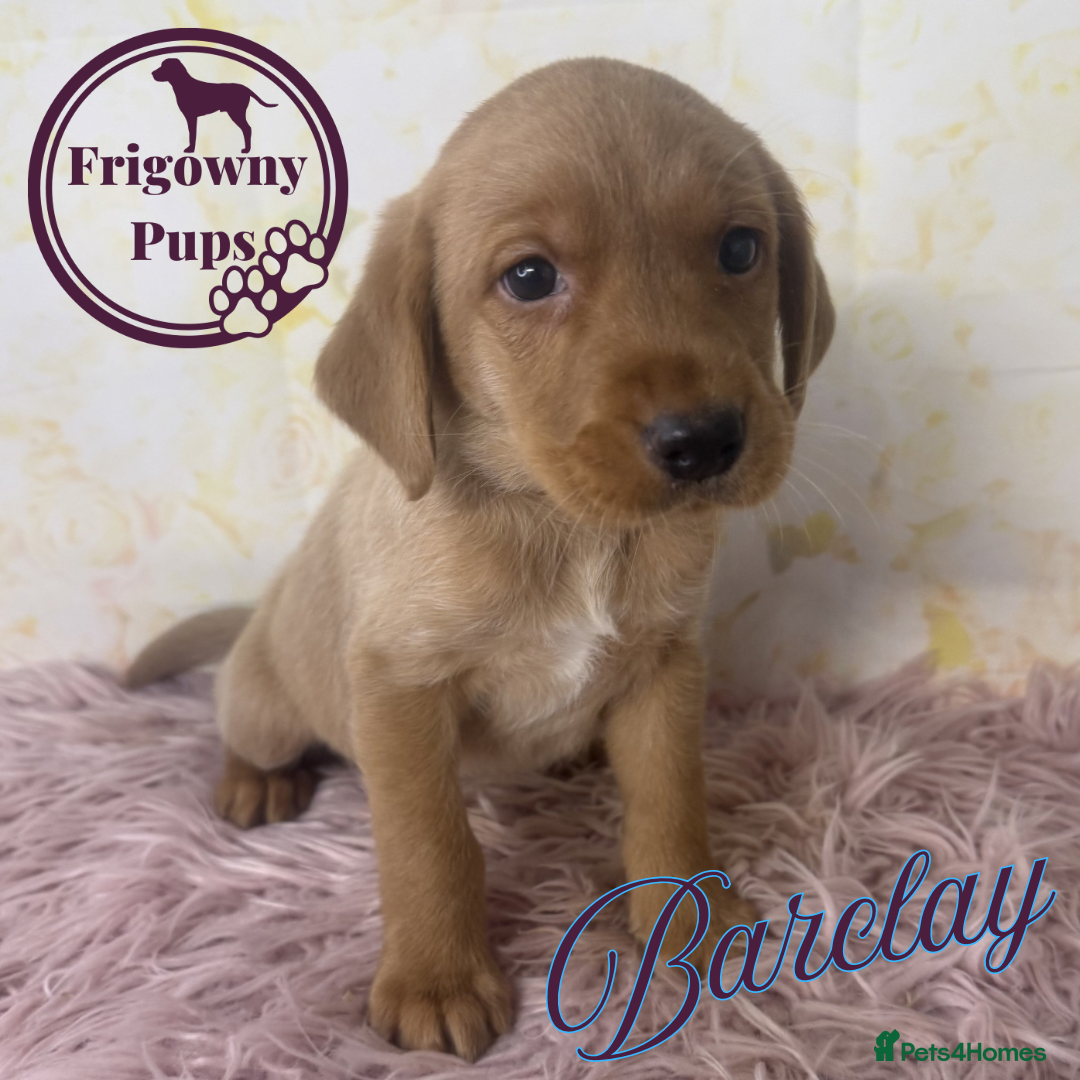 Labrador Retriever dogs 🧡 Barclay the Parrot Mouth Labrador Puppy 🧡 - Advert 1