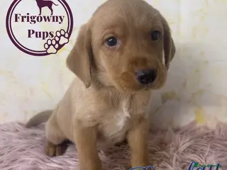 Labrador Retriever dogs 🧡 Barclay the Parrot Mouth Labrador Puppy 🧡 - Advert 1