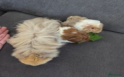 Guinea Pig rodents for sale: Beautiful lilac guinea pigs - Image 3
