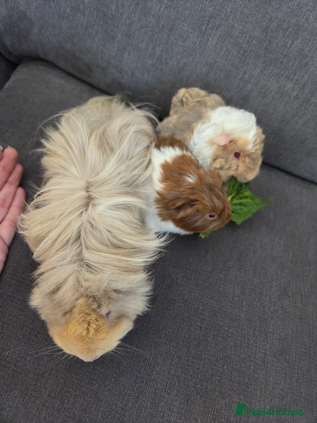 Guinea Pig rodents for sale: Beautiful lilac guinea pigs - Image 3