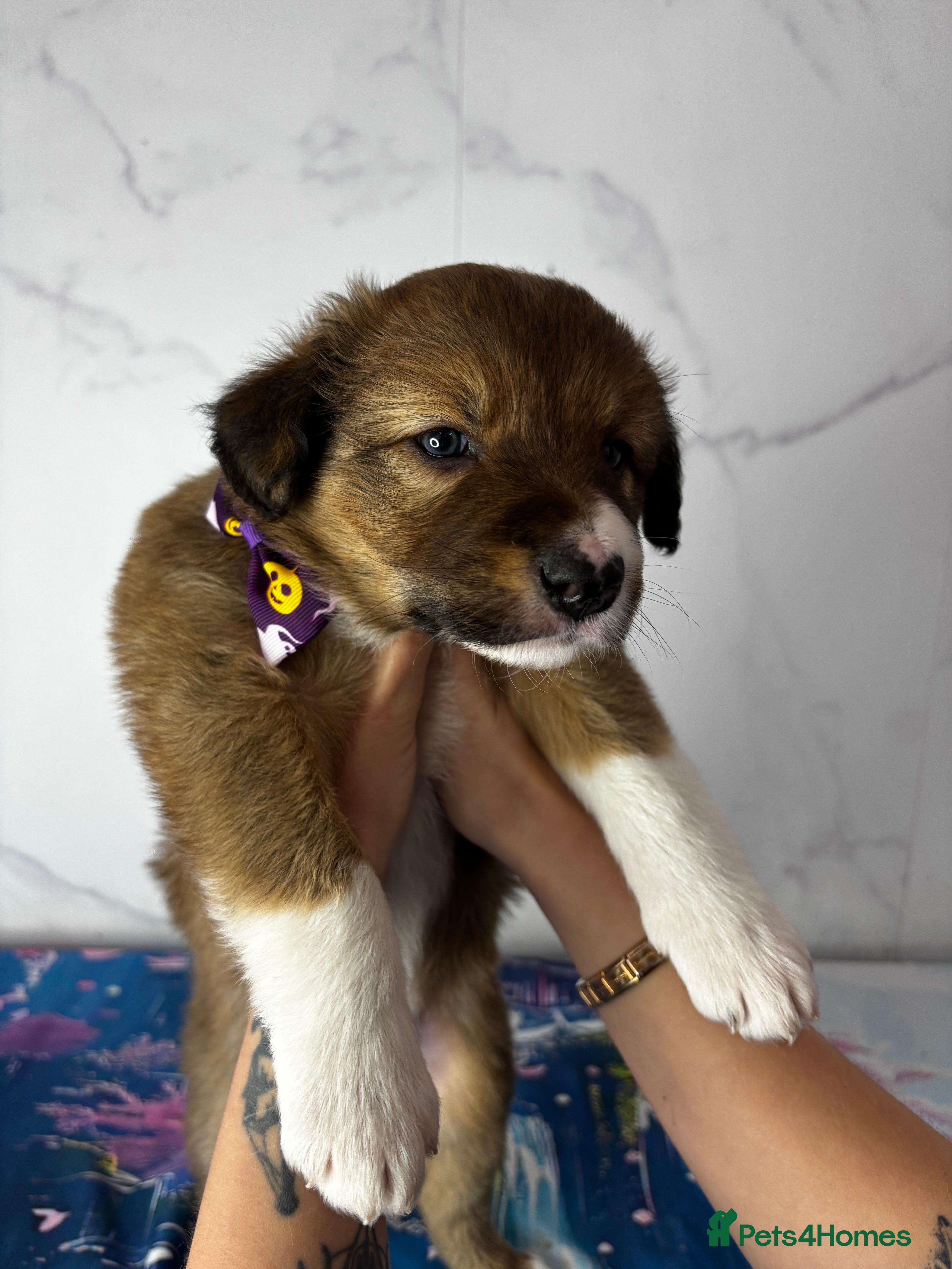 Border Collie dogs 1 pup left! Stunning border collie  - Advert 1