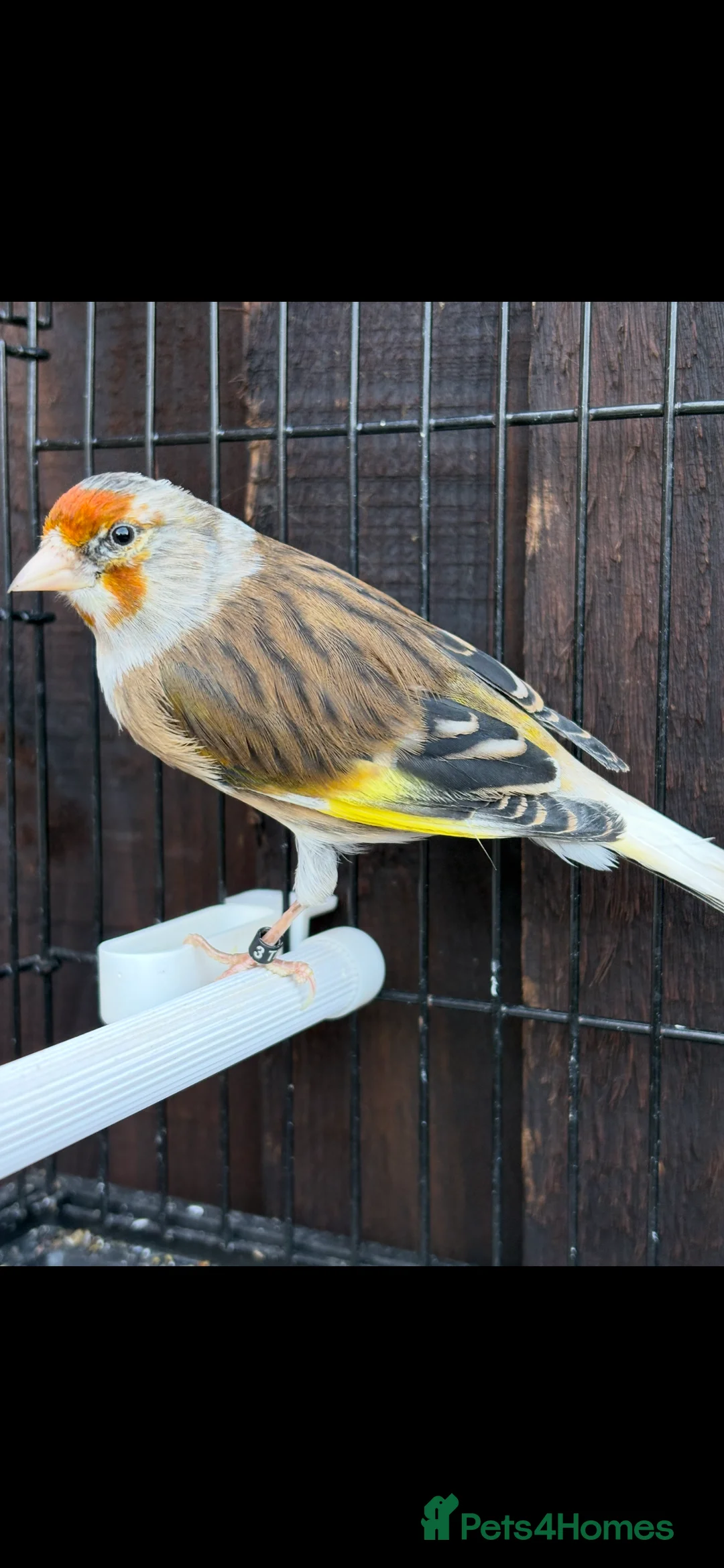 Mixed Breed birds for sale: Goldfinch mule singing very well - Advert 4
