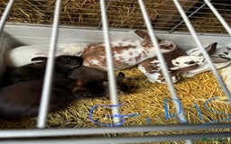 Rex rabbits for sale: Velvet Rex and standard Rex handled often - Advert 7