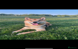 Japanese Shiba Inu dogs for sale: 1 year old shiba  - Image 4