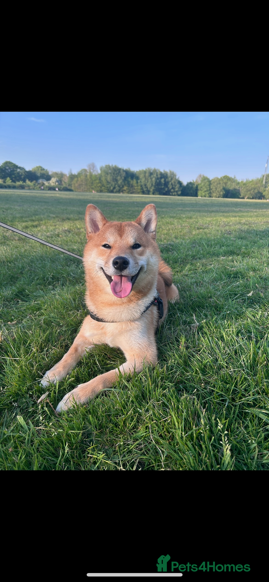 Japanese Shiba Inu dogs for sale: 1 year old shiba  - Image 4