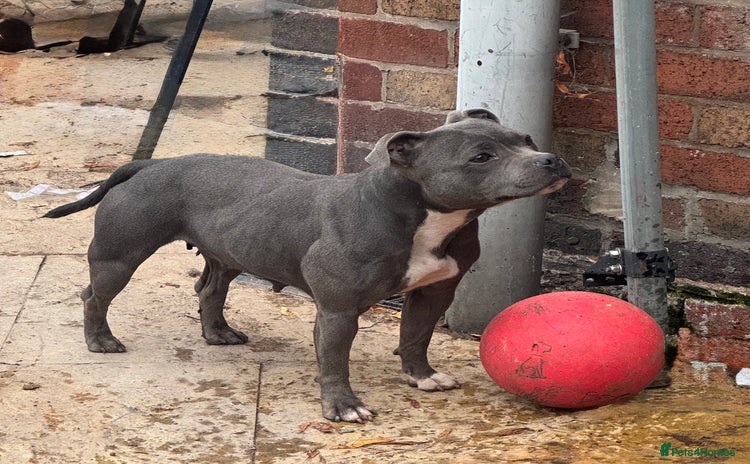 Staffordshire Bull Terrier dogs - Advert 3