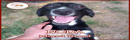 Mixed Breed dogs for adoption: NORA FOR ADOPTION IN CORNWALL/DEVON - Advert 1