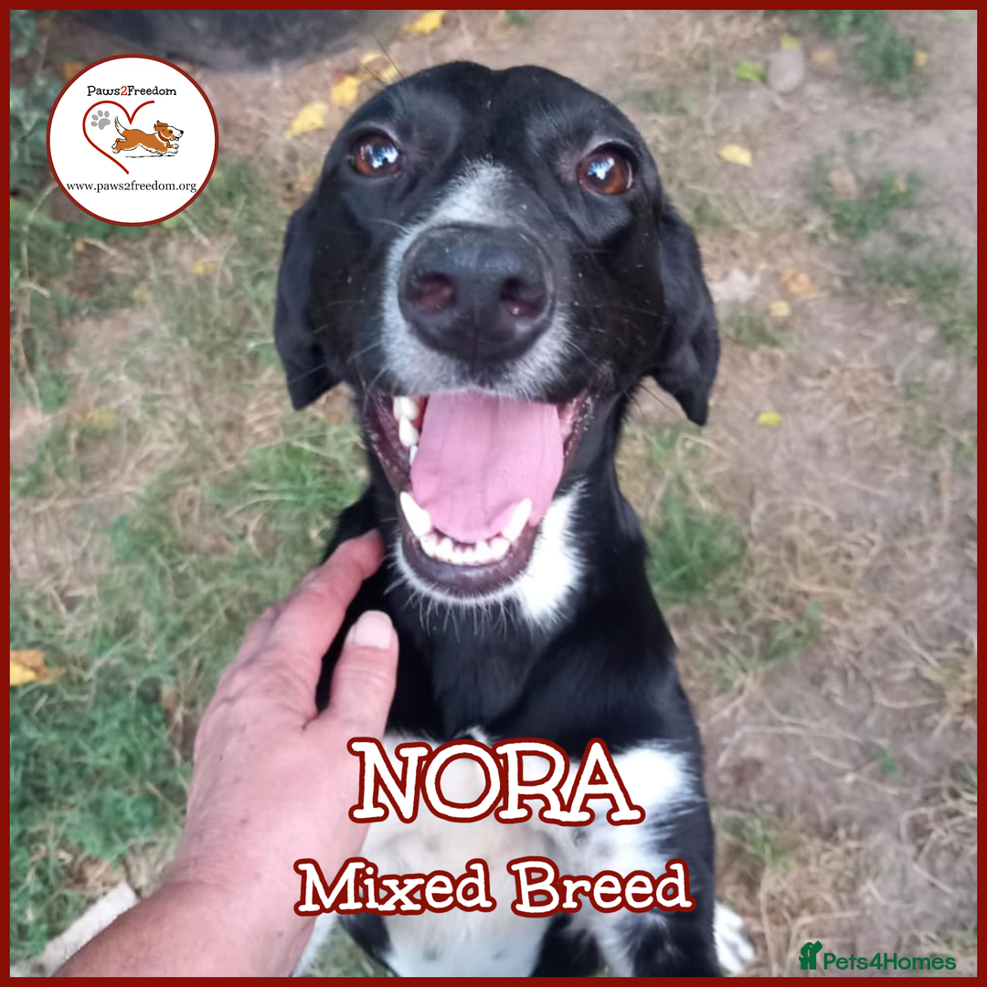 Mixed Breed dogs for adoption: NORA FOR ADOPTION IN CORNWALL/DEVON - Advert 1