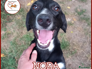 Mixed Breed dogs NORA FOR ADOPTION IN CORNWALL/DEVON - Advert 8