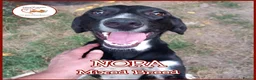 Mixed Breed dogs for adoption: NORA FOR ADOPTION IN CORNWALL/DEVON - Advert 7