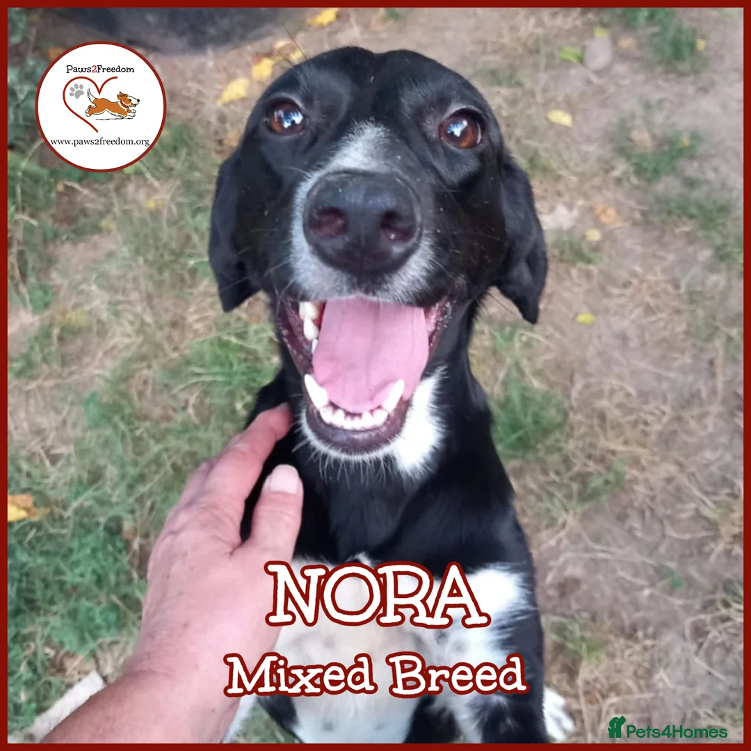 Mixed Breed dogs for adoption: NORA FOR ADOPTION IN CORNWALL/DEVON - Advert 7