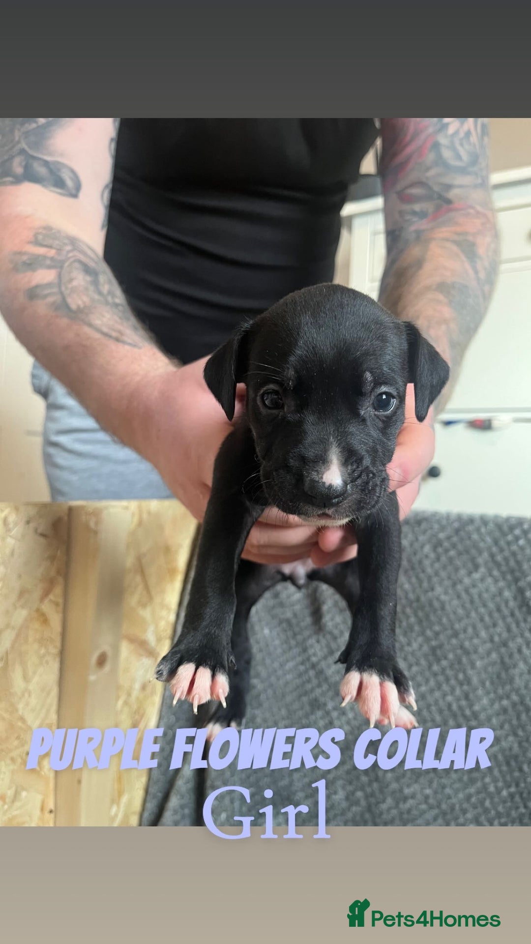Mixed Breed dogs for sale: 11 Lurcher x Staffy pups for Sale! - Advert 20
