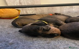 Miniature Dachshund dogs for sale: Supreme KC Miniature Wirehaired Dachshunds! - Advert 20