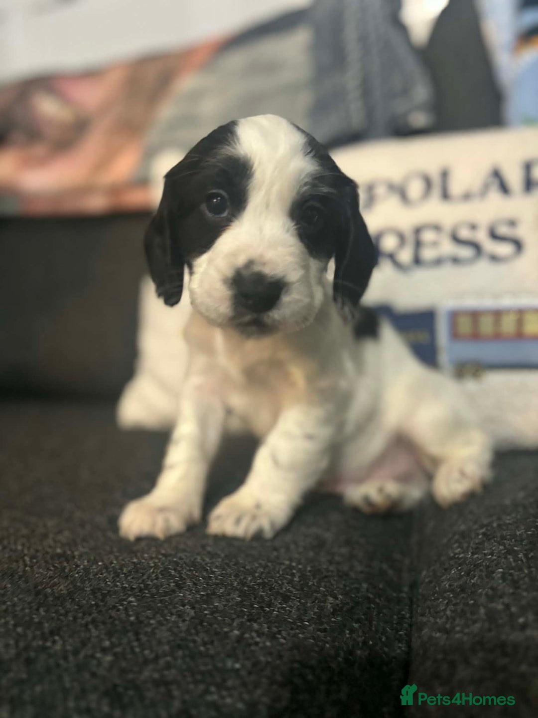 Cocker Spaniel dogs for sale: Beautiful cocker spaniels  - Advert 1