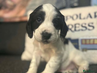 Cocker Spaniel dogs Beautiful cocker spaniels - Advert 15