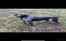 German Shorthaired Pointer dogs for sale: Beautiful pointer puppies - Image 16