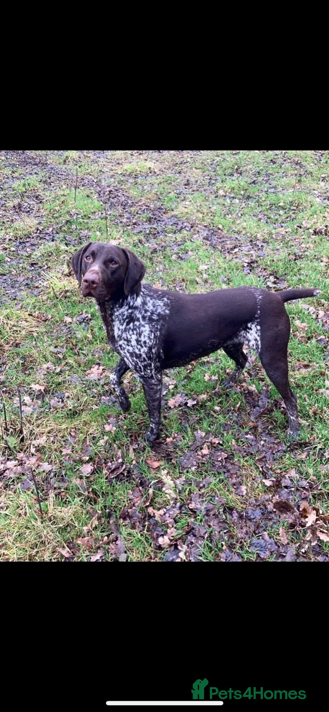German Shorthaired Pointer dogs for sale: Beautiful pointer puppies - Image 16