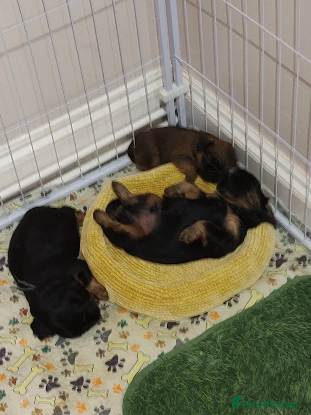 Mixed Breed dogs for sale: Adorable Teddy Bear Pupps CKCS × Griffon Belge - Advert 2