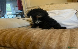 Toy Poodle dogs for sale: Merle toy poodle puppys available now  - Advert 7