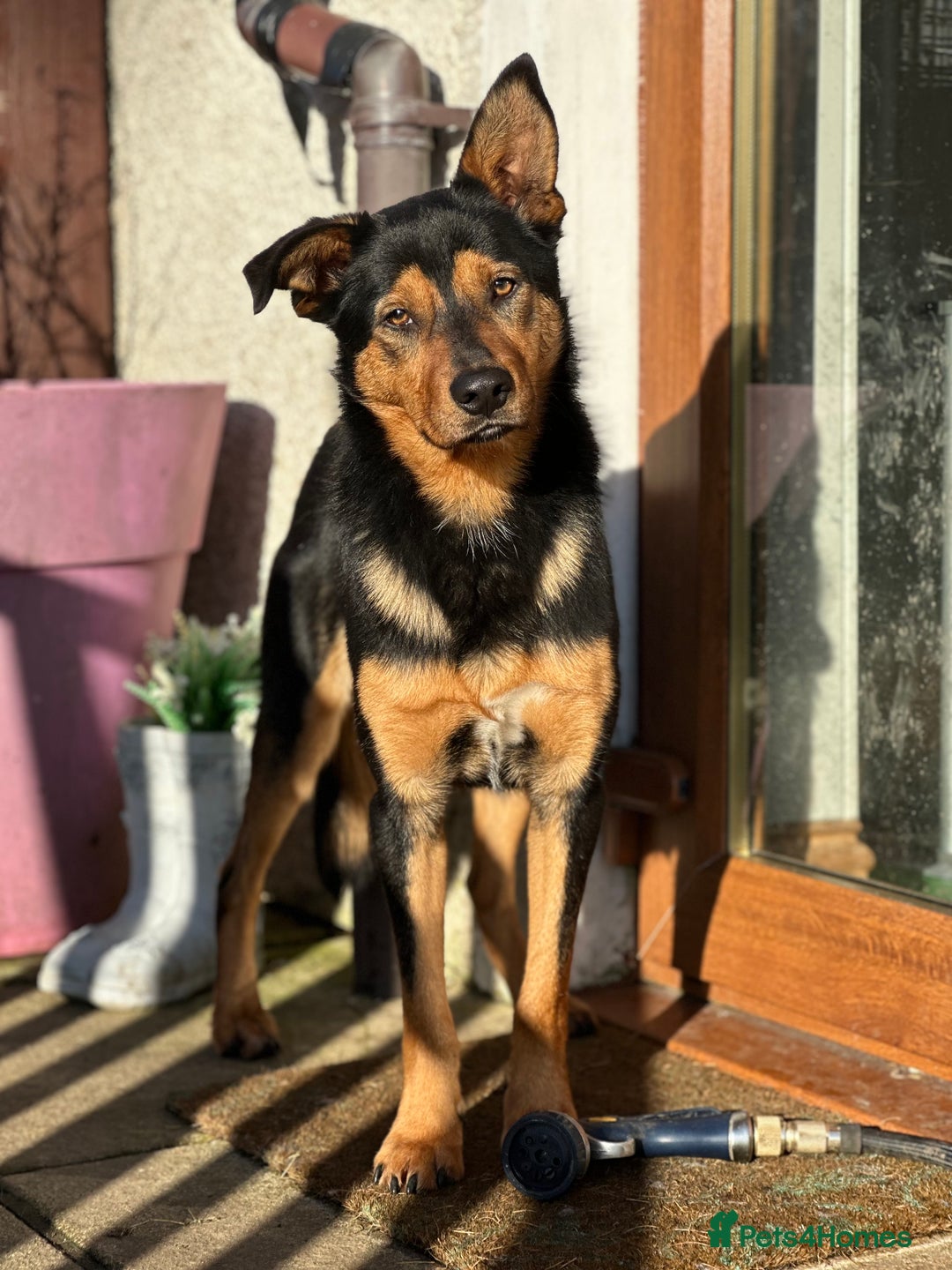 Australian Kelpie dogs for sale: Australian Kelpie looking for pet or agility home - Advert 2