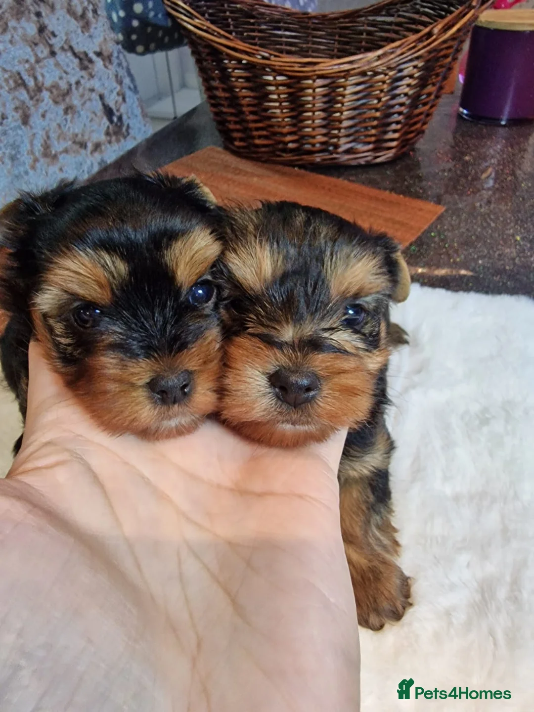 Yorkshire Terrier dogs for stud: Dog for stud  in Retford - Advert 10