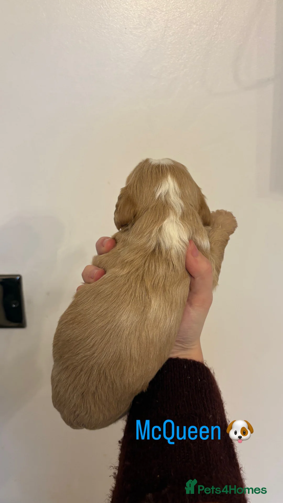 Cockapoo dogs for sale: 🐶🐾Cockapoo puppies🐶🐾 - Advert 10