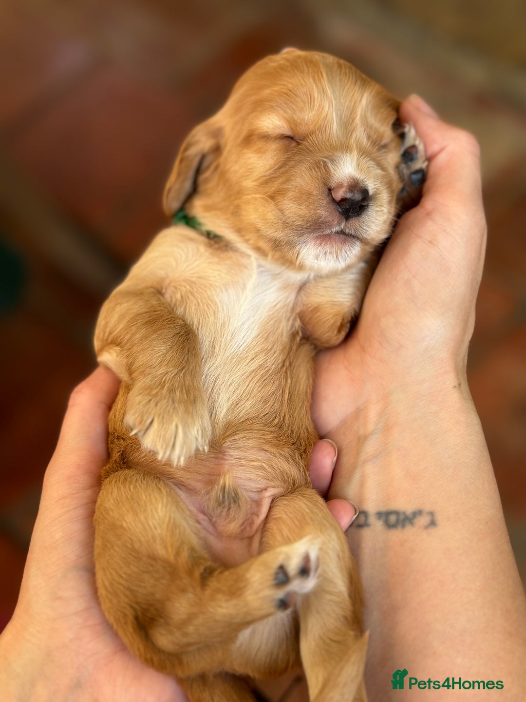 Cocker Spaniel dogs for sale: Upcoming Litter: KC Working Cocker Puppies - Image 26